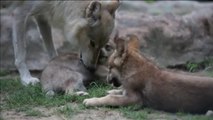 Dos cachorros de lobo canadiense, los nuevos protagonistas del zoológico de Monterrey