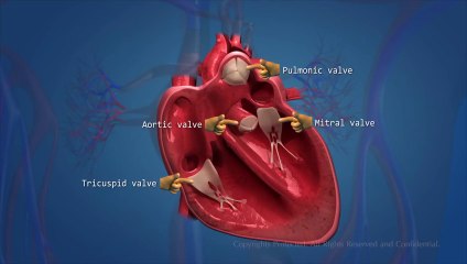Human_Circulatory_System