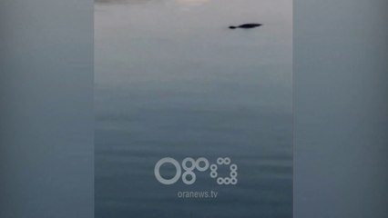 RTV Ora – Foka dhe peshkaqeni “bishtdhelpër” kapen në Vlorë