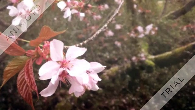 CBD Anti Aging Serum: Skin care Cream Buy Online Ingredients & More!