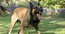 Almanya'da Polis Köpeğinin Saldırdığı Kadın, Devletten 25 Bin Euro Tazminat Kazandı