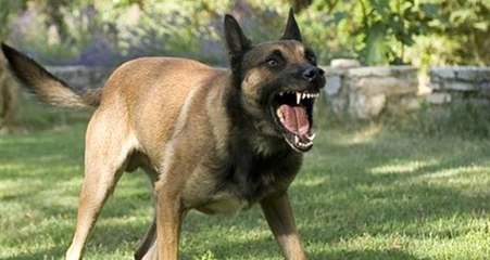 Almanya'da Polis Köpeğinin Saldırdığı Kadın, Devletten 25 Bin Euro Tazminat Kazandı