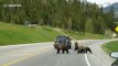 Grizzly bear mother leads cubs safely across Canadian highway