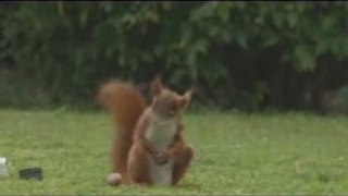 Squirrel Soccer