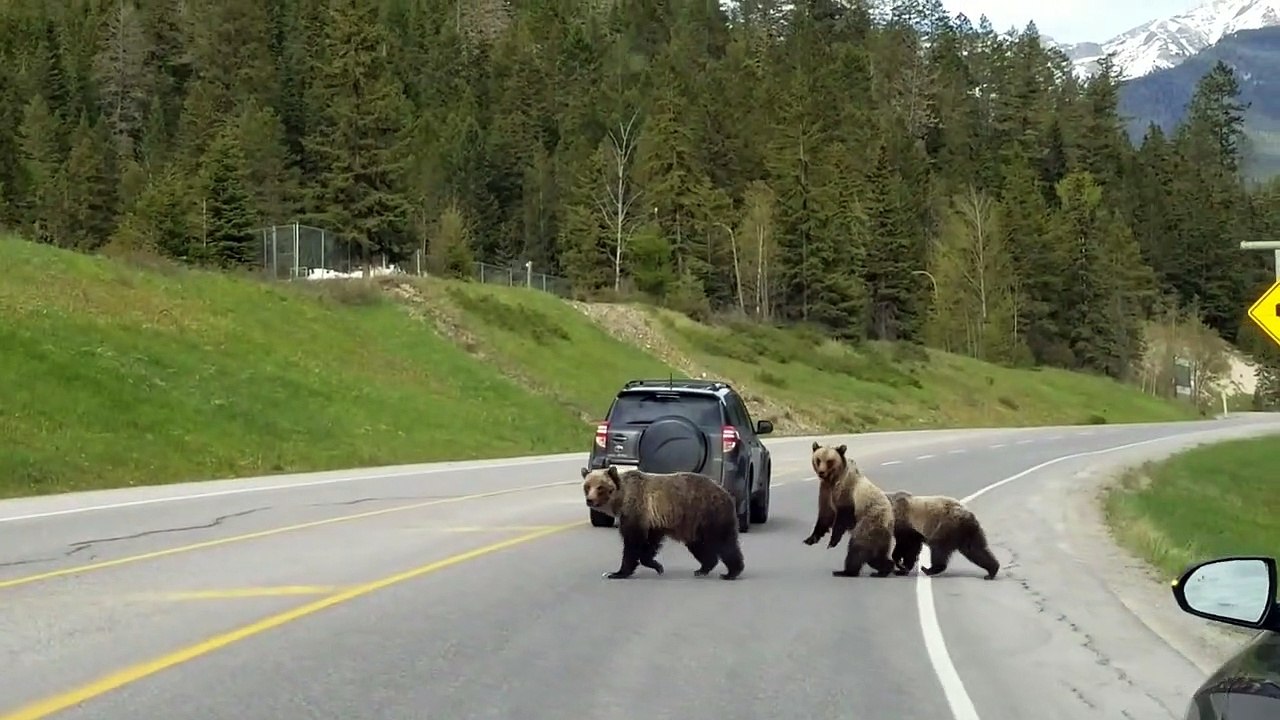 Grizzly bear mother leads cubs safely across Canadian highway