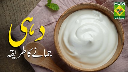 Homemade Yogurt  Quick Recipe  Masla Tv Recipes