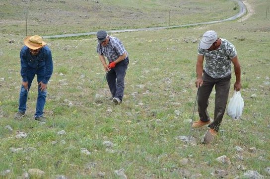 Kilosu 80 Liraya Satılan Domalan Mantarı Vatandaşın Geçim Kaynağı Oldu