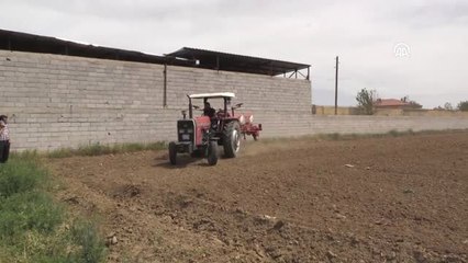 Yerli Fasulye ve Barbunyada Deneme Ekimi Yapıldı