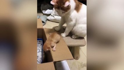Mamá gata y el límite de la paciencia felina con su cría