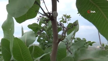 Fıstığın Kilosunun 120 Liraya Çıkması Bekleniyor