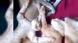 Funny Cats Sleeping 2019