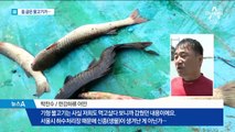 한강 하류에 등 굽은 물고기…하수 무단방류 탓?