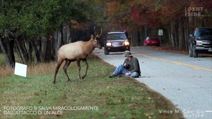 Alce contro fotografo