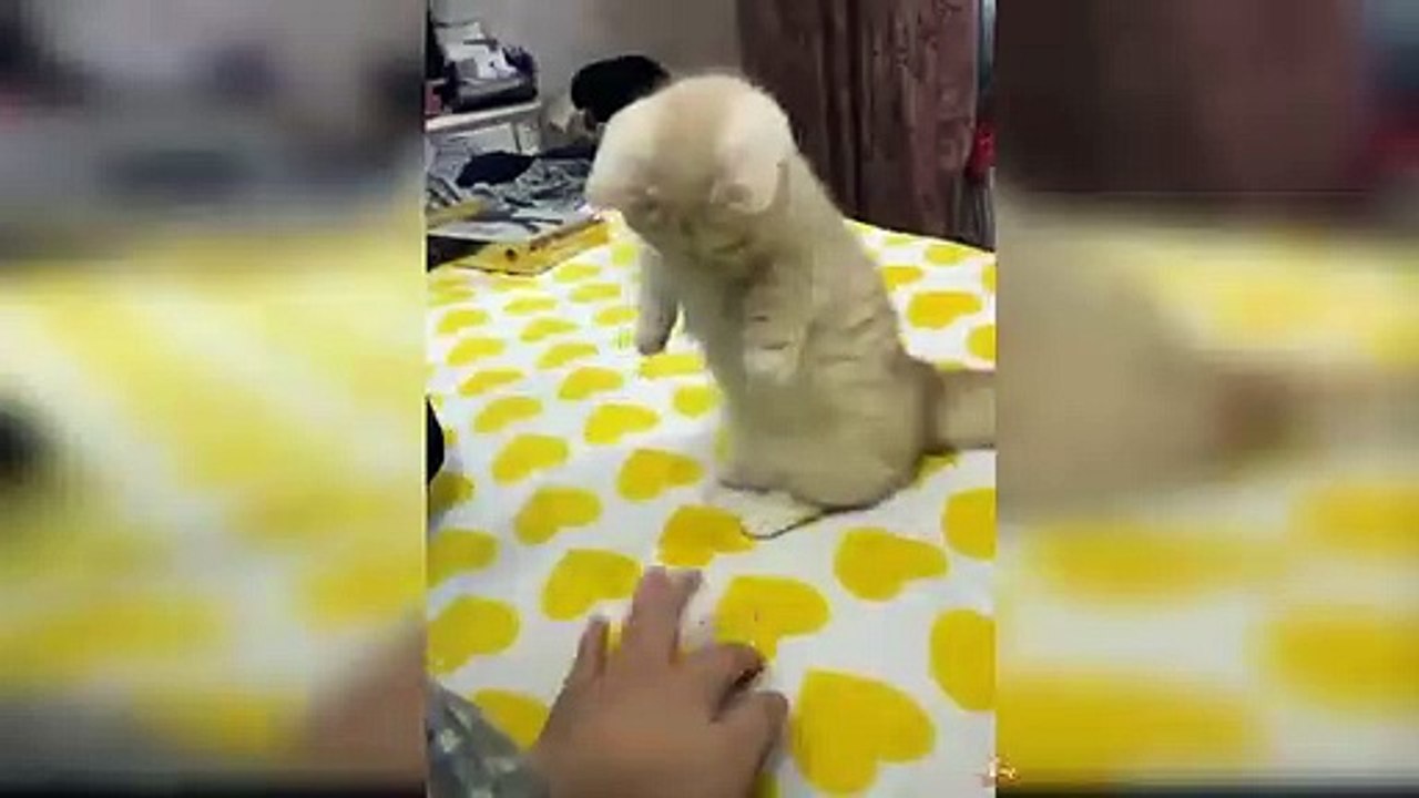 Cat Reaction to The Finger -  Funny Cats with The Finger