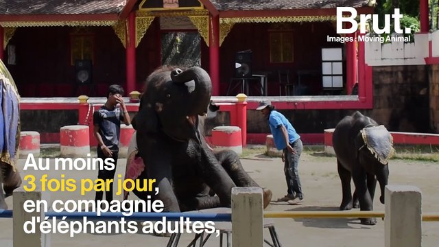 Thaïlande : l'éléphanteau Dumbo est mort