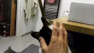 Funny cat goes after the stripe behind the glass