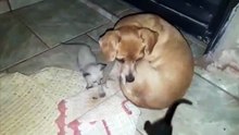 Cadelinha com 7 anos adota três gatinhos abandonados