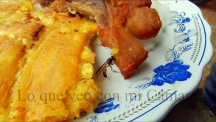 AVISPA COMIENDO CHICHARRÓN.  ¿Y EL COLESTEROL?