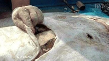 Realizan un terrible descubrimiento al abrir el estómago de una mantarraya