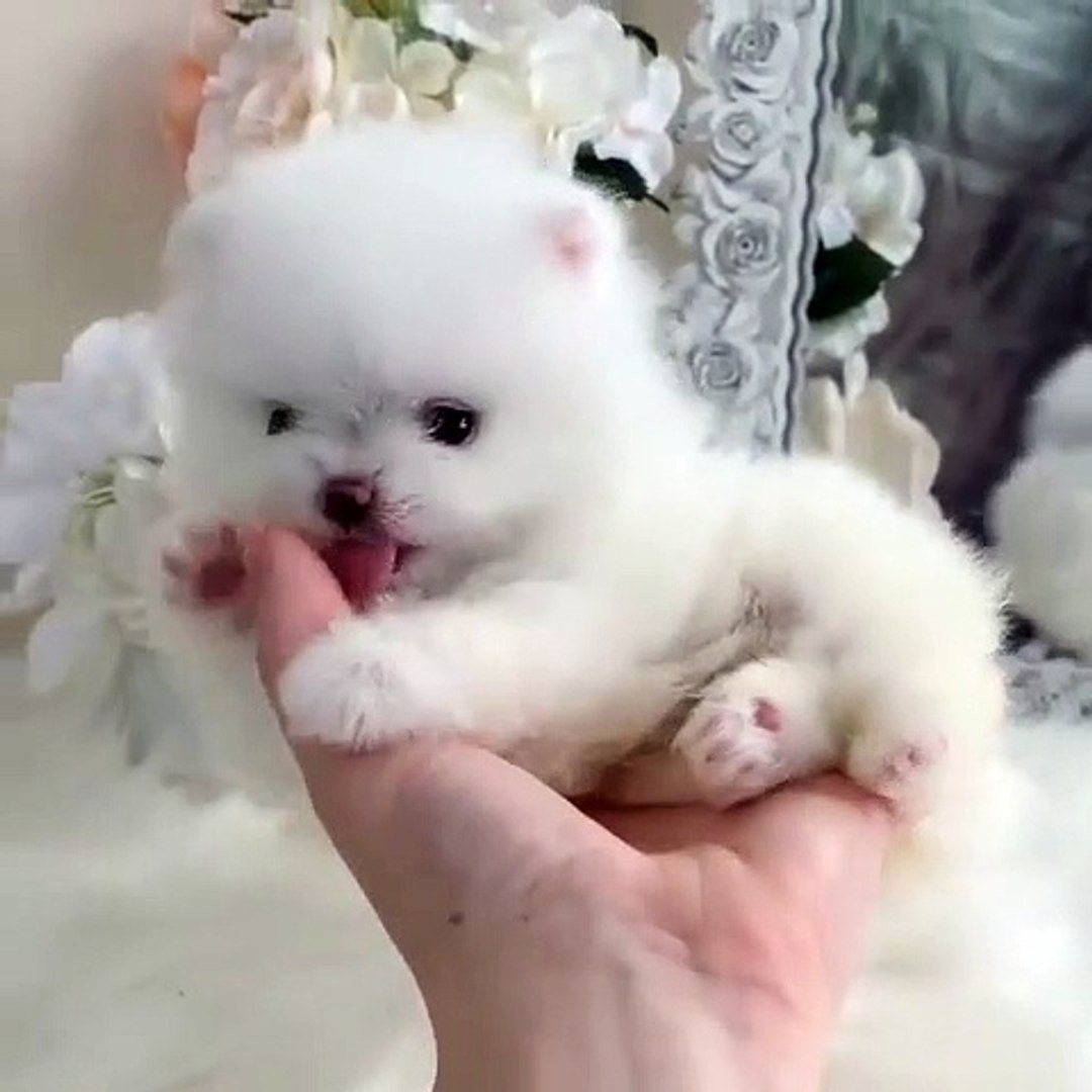 Ce Petit Chiot Est Vraiment Trop Mignon Admirez Video Dailymotion