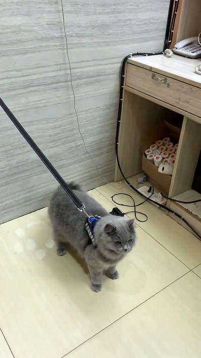 The awesome cat  can  free from the rope.