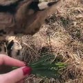 Regardez ce serval, un félin pas comme les autres !