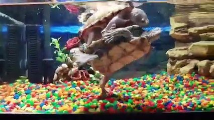 Cette tortue fait du surf sur une autre !