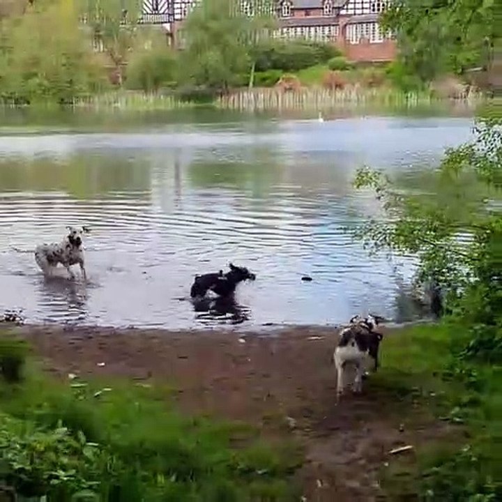 Quand de magnifiques chiens trempent leurs orteils dans un lac, voici ce que ça donne !