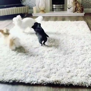 Ces trois chiots vont vous redonner le sourire. Regardez !