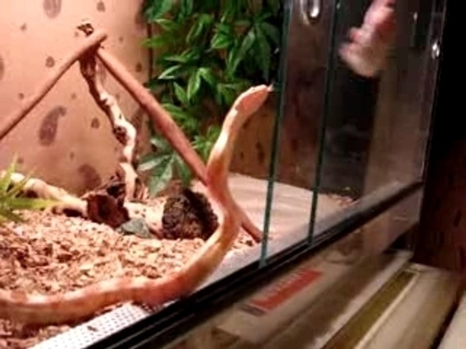 attaque elaphe gutts 5