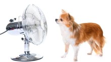 Wie schützt man seinen Hund vor Hitze?