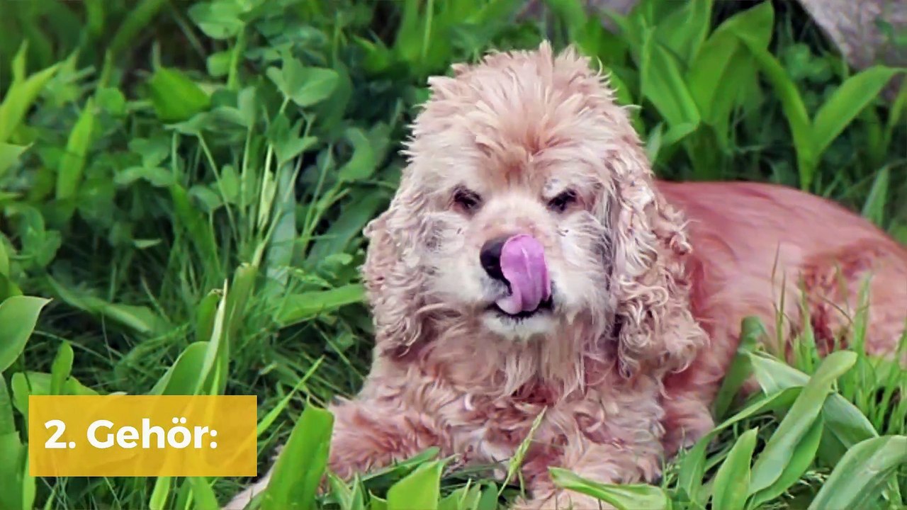 Die verschiedenen Sinne des Hundes