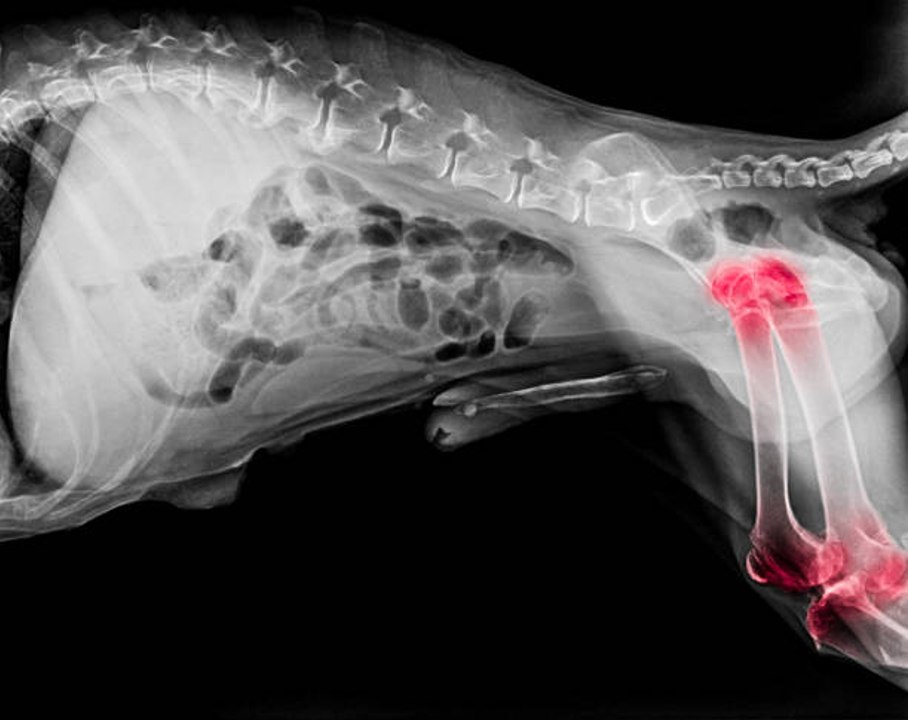 Mein Hund hat Arthrose
