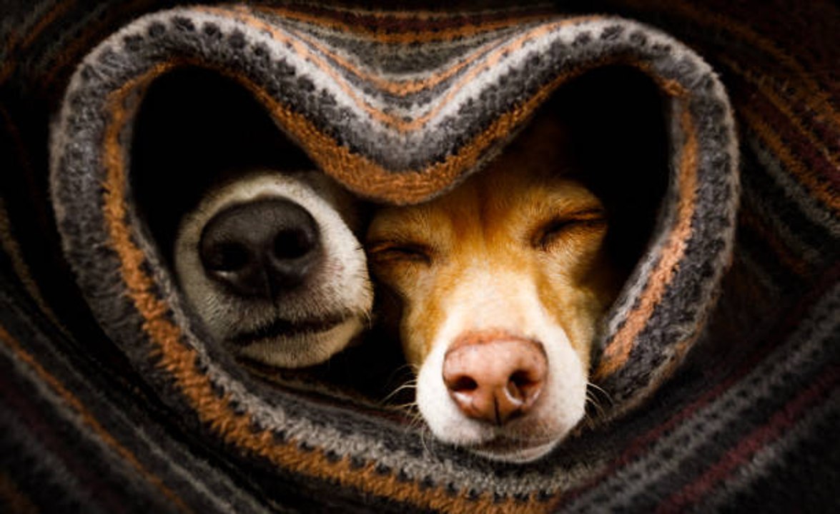 Läufiger Hund: Wie man reagiert und was man wissen muss
