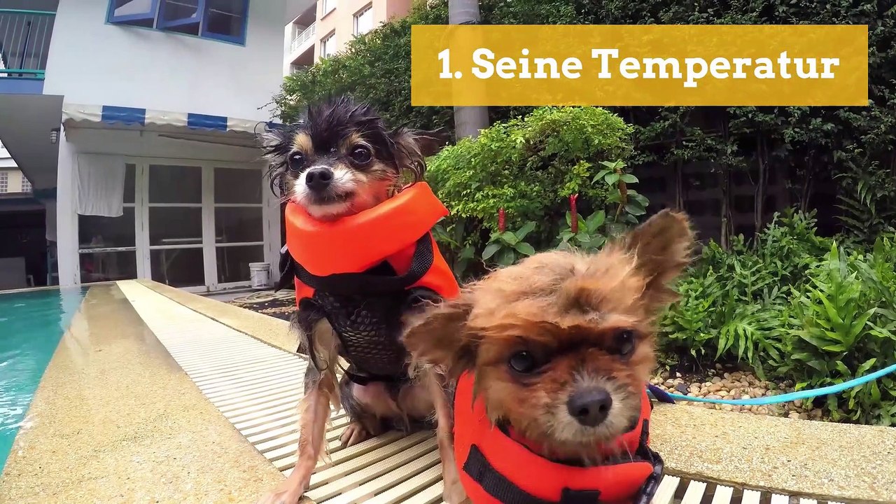 Erste-Hilfe-Maßnahmen für Hunde
