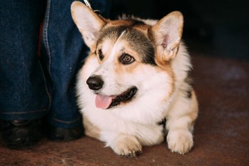 Dogbrella, ein Regenschirm für Hunde