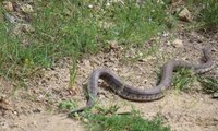 Dünyanın en zehirli yılanlarından biri Erzurum'da görüldü