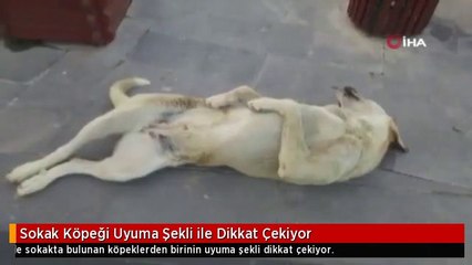 Sokak Köpeği Uyuma Şekli ile Dikkat Çekiyor