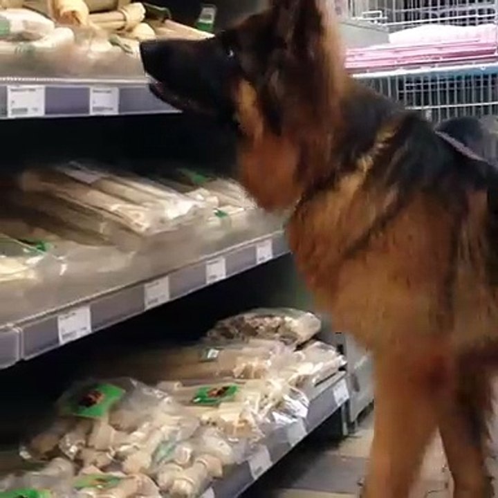 Ce chien se retrouve pour la première fois au rayon aliment pour chien du supermarché. Trop drôle !