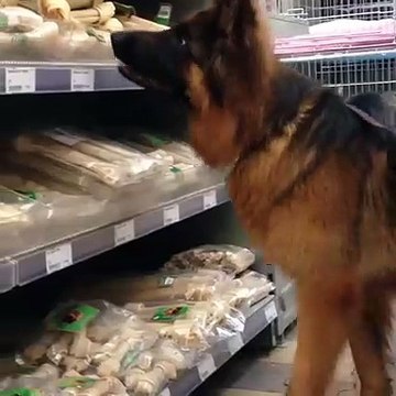 Ce chien se retrouve pour la première fois au rayon aliment pour chien du supermarché. Trop drôle !