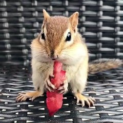 Cette tamia déguste une fraise d'une drôle de manière !