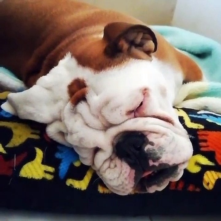 Ecoutez les ronflements bruyants de ce bulldog endormi. Hilarant !