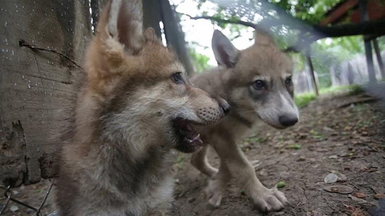 Le zoo de Monterrey compte deux nouveaux petits pensionnaires