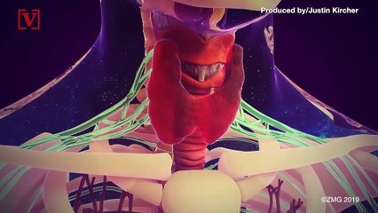 Worried He Threw-Up an Organ, a Drunk Man Swallows His Vomit