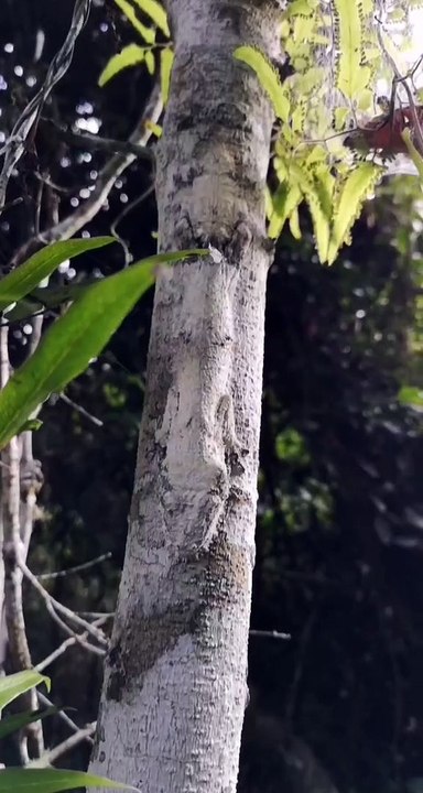 Crazy Cool Camo