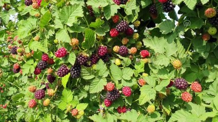 Osmaniye'de erkenci böğürtlen hasadı başladı - OSMANİYE