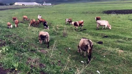 Ardahan Hayvan Pazarı'nda şap karantinası