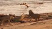 Des jeunes lions viennent donner des coups de pattes à un crocodile... Dangereux