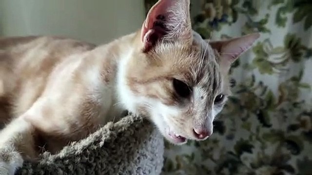 Le ronronnement de ce chat est flippant... Façon Predator