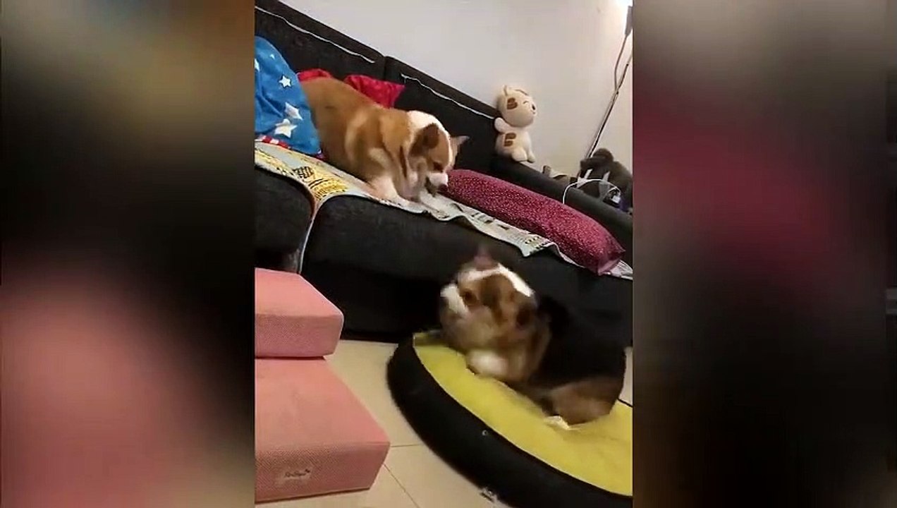 Deux corgis ne trouvent pas les mots pour se réconcilier !